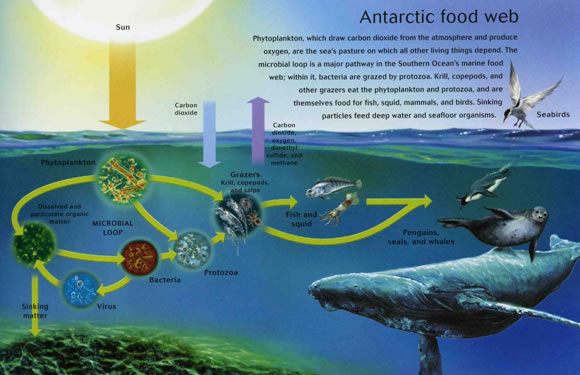 Antarctic food web (McGonigal and Woodworth, 2001)