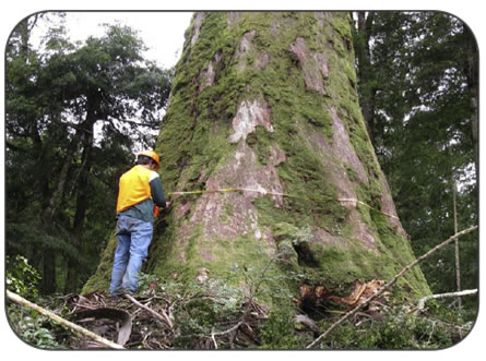 How old are old-growth forests?